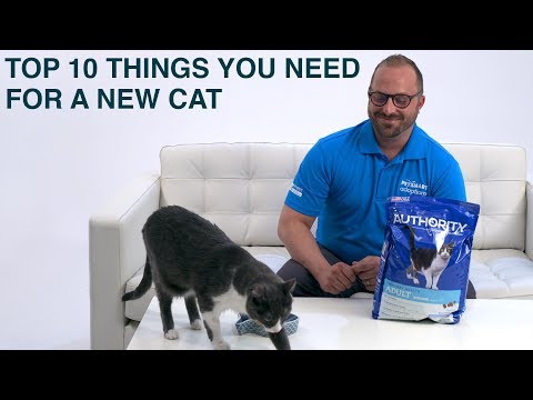 Things You Need for a New Cat or Kitten | PetSmart