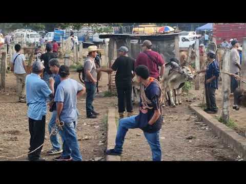 Tiangue de Nueva Guadalupe, San Miguel, miércoles 03 de diciembre 2025