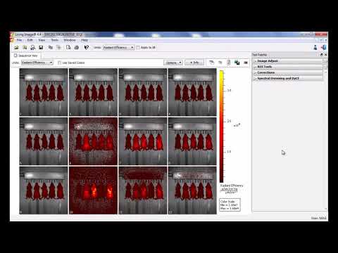 In Vivo FLI - Part 2: Spectral Unmixing