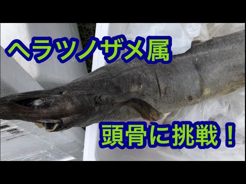 正体不明の深海ザメ？ヘラツノザメ属の頭骨標本を作ってみた！