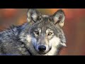 Flevolanders meest positief over komst van wolf