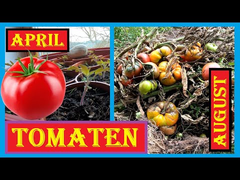 , title : '🍅 Tomaten im Freiland anbauen 🍅 Nässe-Horrorjahr 2021 Aussaat, Wachstum, Braunfäuletod, Gründüngung'