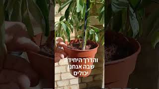 אחת הדרכים הכי יעילות לבדוק האם הצמחים בעציצים במצב טוב או לא
