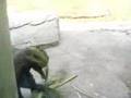 Two Monkeys Fight At The Detroit Zoo