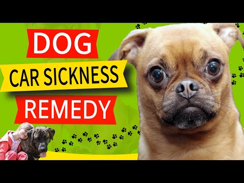 1 Dog Car Sickness Remedy Must Have (Because it WORKS!)