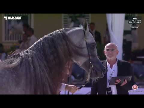 N 56 BANDAR ALJASSIMYA   Global Champions Arabians Tour Cannes 2024   Junior Colts   Section B Class