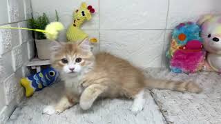 ラガマフィンの動画01