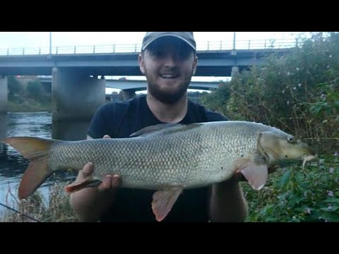 Specimen Barbel Fishing on the River Ribble - Double Figure Barbel