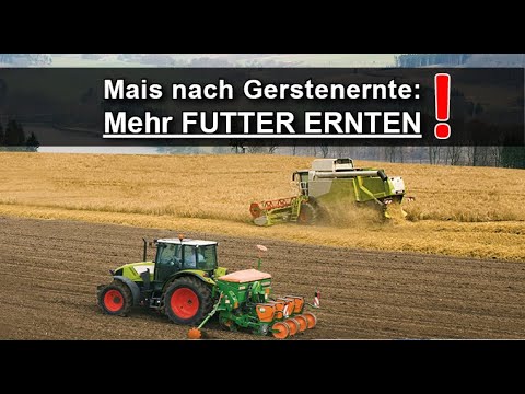 Maisernte 2021 - So funktioniert sogar die EXTREM späte Maissaat nach Gerste