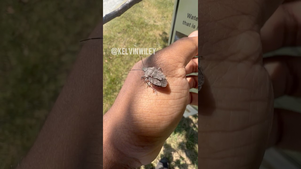 Rough Stink Bug Handling!