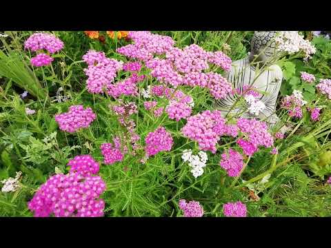Achillea Yarrow  how to care for and grow.