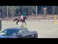 Vente jument baie de 10 ans, Belgian Warmblood