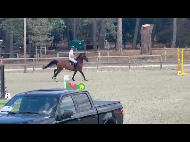 Vente jument baie de 10 ans, Belgian Warmblood