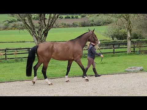 All Star X Cornet du Lys - Loose jumping and in hand