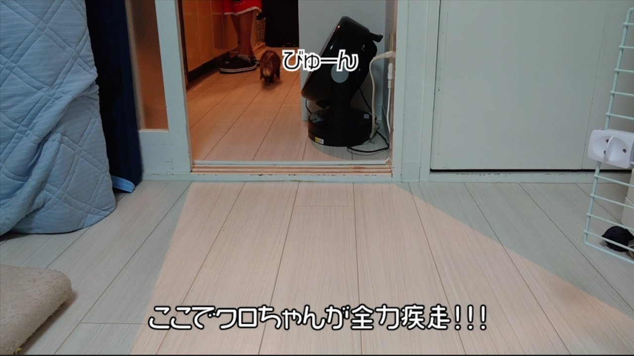 フェレットのクロちゃん、走り方が超可愛い！