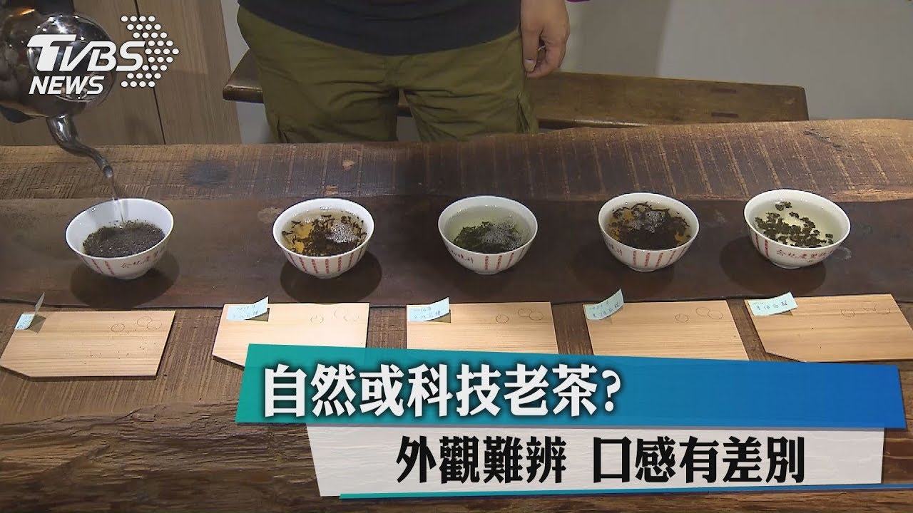 自然或科技老茶? 外觀難辨口感有差別