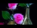 Main Tere Ishq Mein Marna Jaun Kahin