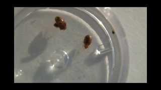 Bed Bugs Crawling in Dish