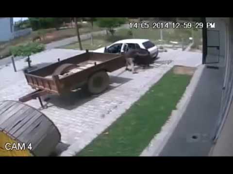 O sequestro da Mimosa