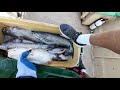 Catfishing in Hopewell, Va