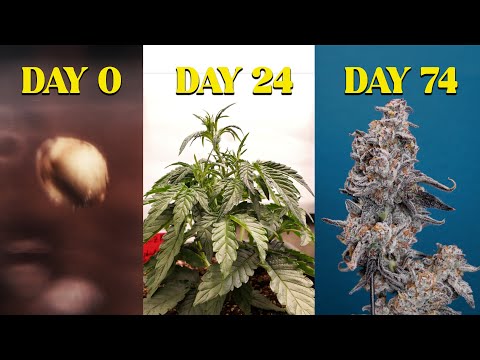 SEED to HARVEST: Mephisto Autoflower Grow Report