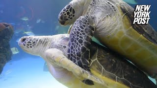 The world&#39;s horniest turtle finds love | New York Post
