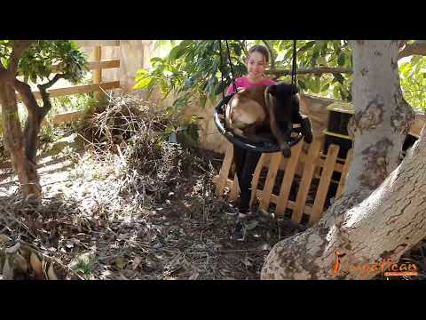Cachorro pastor belga malinois disfrutando su vida de perros