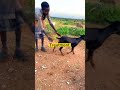 Hamer Tribe Omo Valley Ethiopia Unique African Tribe Africantribe Shorts Shortvideo