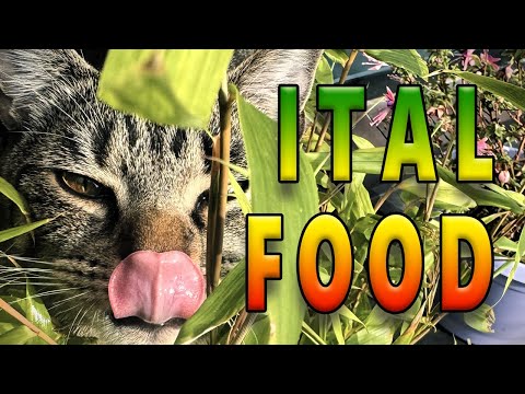 Ital Food | Conscious Dubby Roots Reggae Music Mix | Focus Flow Exclusive  005