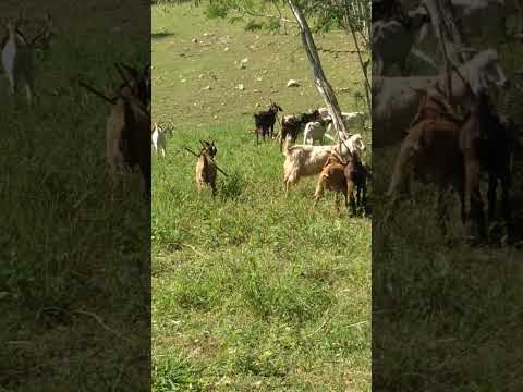 Serra Dourada na Baia | Vejam Ai Que Legal