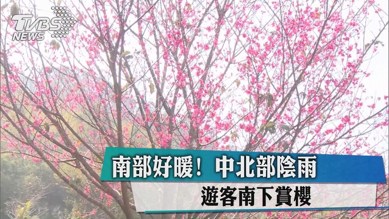 南部好暖！中北部陰雨　遊客南下賞櫻