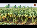 Netherlands Incredible Technology Of Harvesting Brussels Sprouts Modern Farming Machines 2