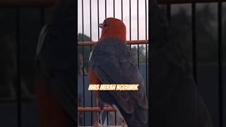 Download lagu pancingan anis merah ngeriwik mp3