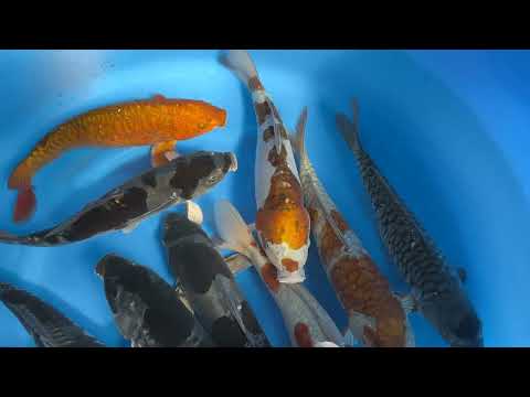 202410 SP X063 Koshiji Nisai Selected Doitsu Kawari Mix 33 37 cm WYSIWYG