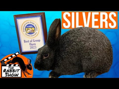 , title : 'Silver Rabbit Breed by Joel Marshall, Breeder, Judge and ARBA District Director'