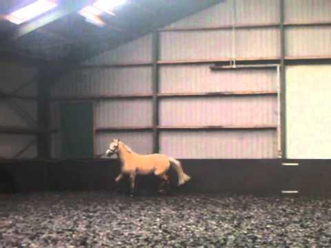 3 jähriger Reitponywallach von HB Daylight