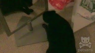 Cat goes nuts over its own reflection in mirror