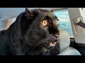Watch These Animals Being Freed For The First Time | Best of 2023 !