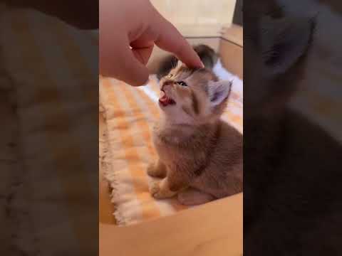 My cute kitten . A beautiful moment #1287 - #shorts