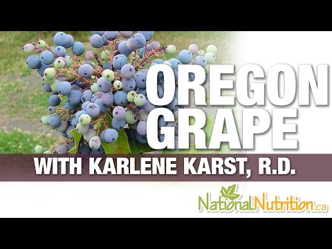 Oregon Grape