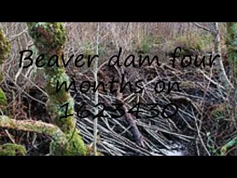 How to pronounce Beaver dam  four months on    1623430 in English?