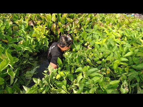 SE02EP79 Part 1 - ILALIM ng WATER LILY ng LAUREL BATANGAS | The MAGIC FOUR ( Catch  & Cook )