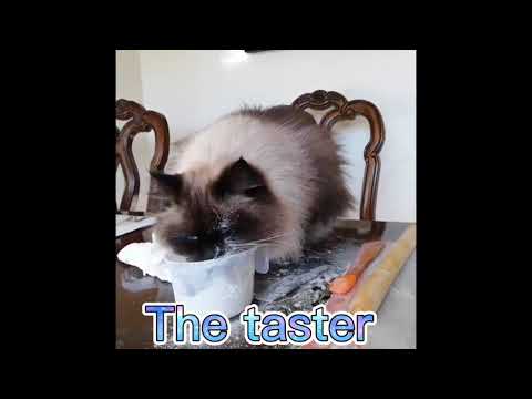 Types Of House Cats. Part 1