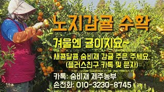 친환경무농약감귤 일반노지감귤 수확 및 주문방법 싱싱하고 맛있는 서귀포감귤 택배로 보내드립니다 .