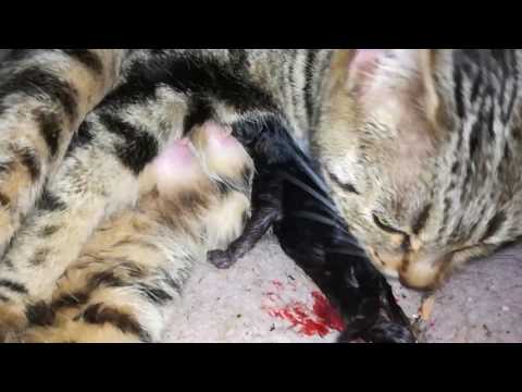 My cat eats the placenta and then delivered her second kitten