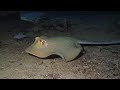 Night Dives at Koh Tao Thailand