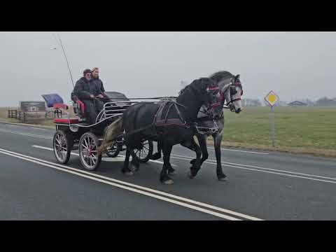 Stal Okkema's pair - left: Kristalino & right: Lux - Geldings