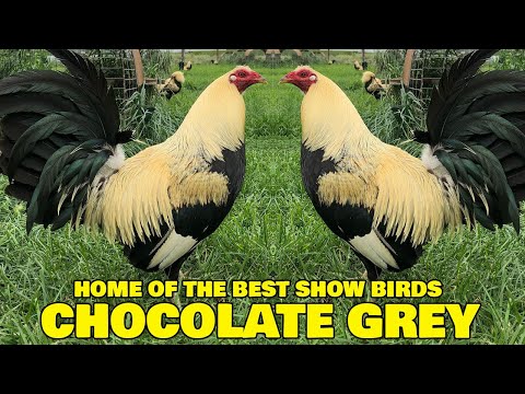 Grey Chocolate David Duran Grey Rock Farm