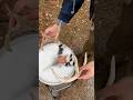 How to do your own European Deer Skull Mount - Step by Step Instructions!