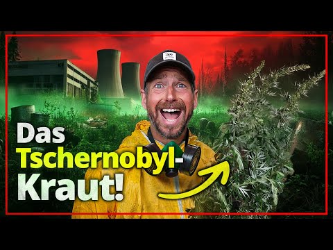 Artemisia: Ihr glaubt nicht, was ich über Beifuß herausgefunden habe!